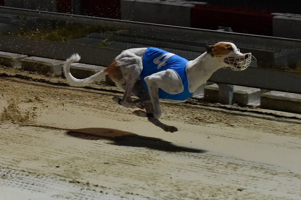 Tříset metrovou vzdálenost greyhound uběhne i v čase 16,2 vteřiny