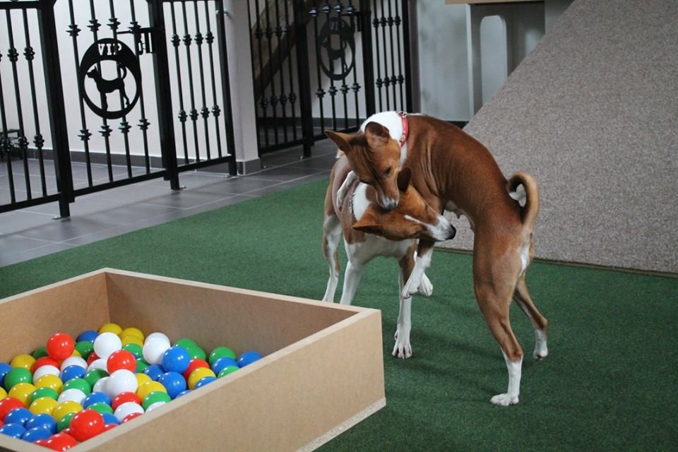 www.vip-pets.cz