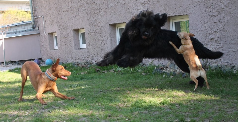 Hachiko při hře
