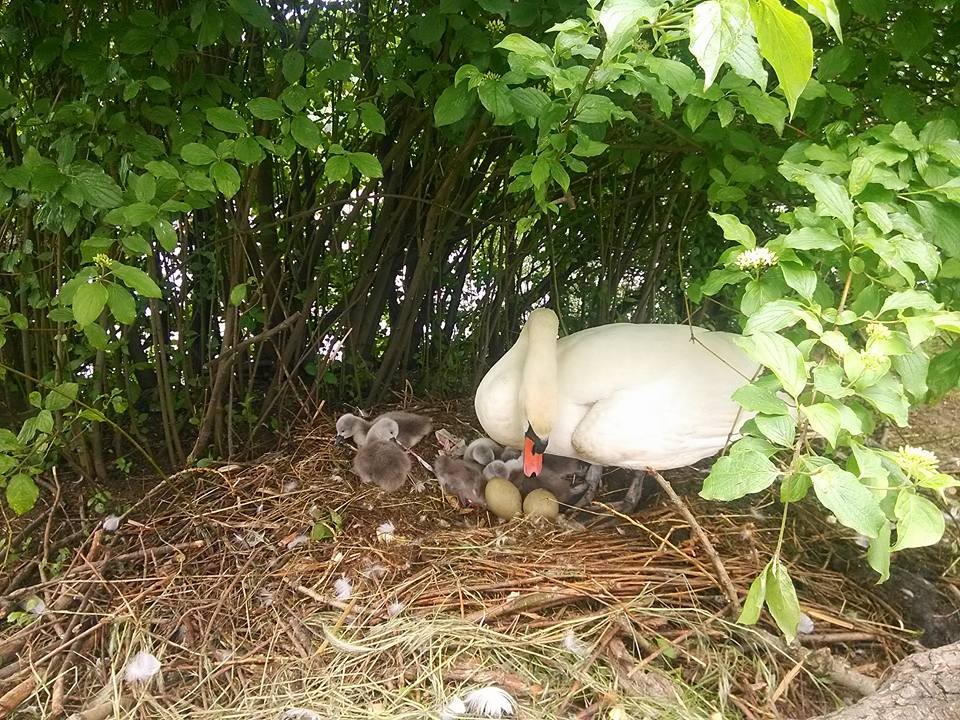 Labutě rozhodně neplašit!