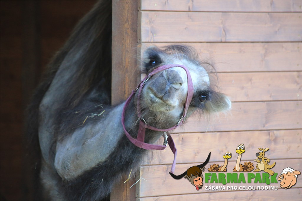 Ve Farmaparku se dostanete k zvířatům opravdu blízko