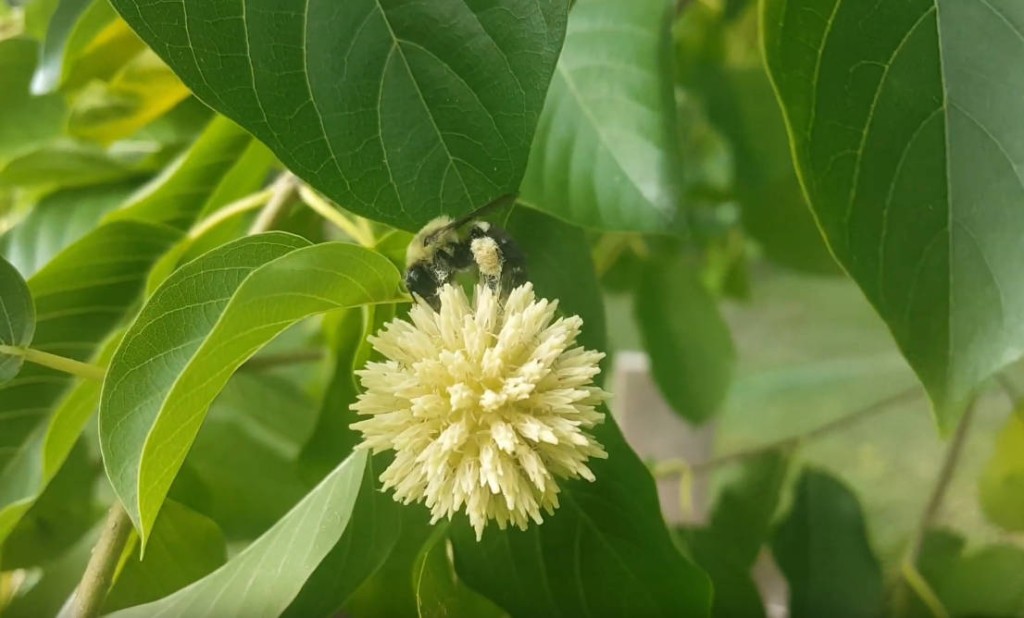 V zimě je nutné kratomu pomoci umělým osvětlením