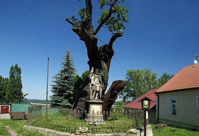 Tomuto stromu je možná 1000 let; před ním je socha svatého Václava