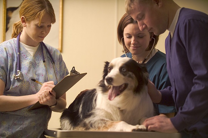 Někteří z nás jsou u veterináře častěji, než u svého doktora