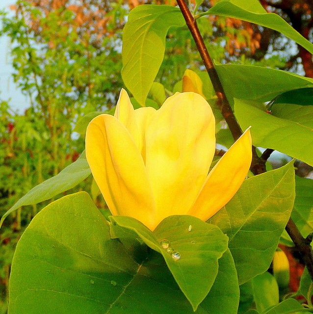 Žlutá magnolie je sběratelský kousek