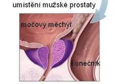 Oblast těla, kde je prostata