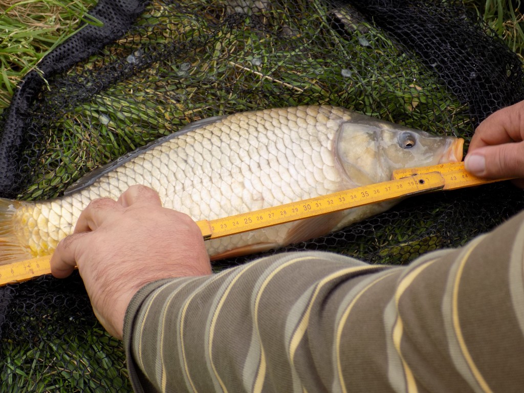 Kapra obecného naleznete prakticky na všech kontinentech