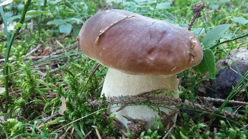 Z takového krásného hříbka je koření vůbec nejlepší