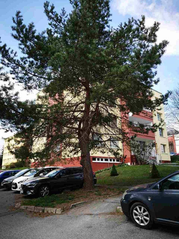 Krásné borovice by byla škoda!