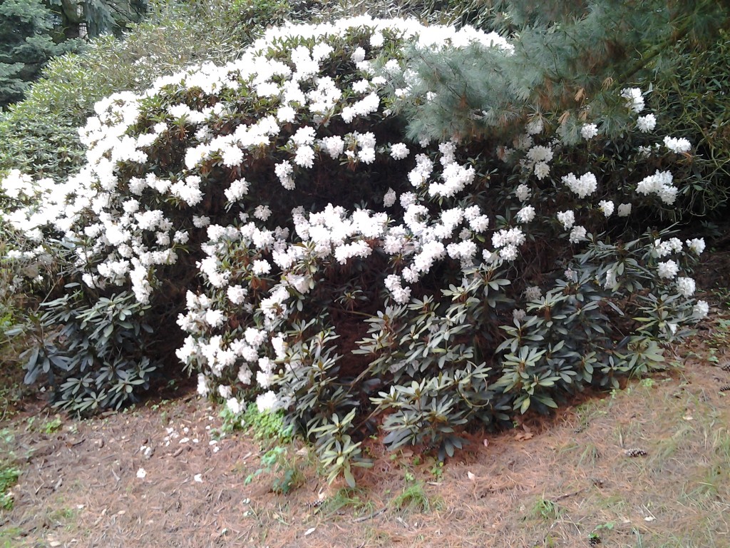 Rododendron