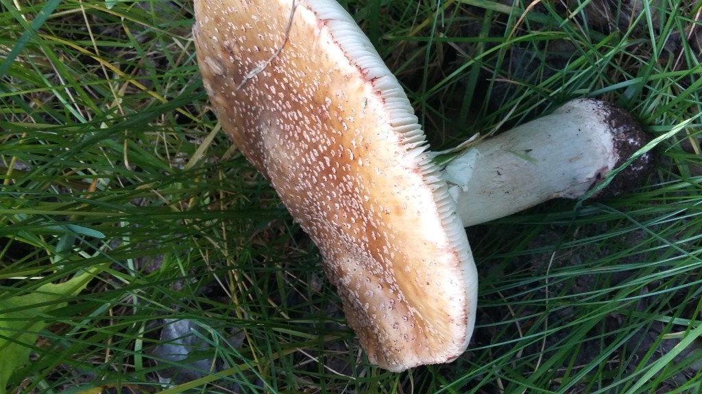 Správná růžovka je růžová, na třeni má bambulku, pokud ji zlomíte, na lomu růžoví