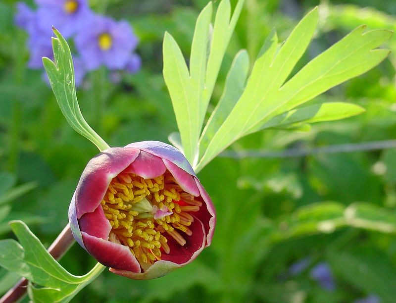 Pivoňky provoní zahradu, druh: Paeonia californica