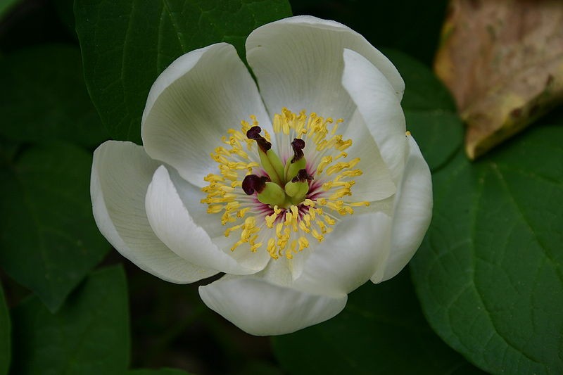 Druh: Paeonia japonica