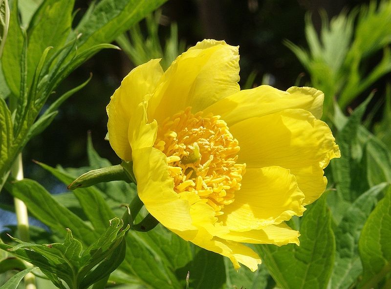 Druh: Paeonia lutea ludlowii