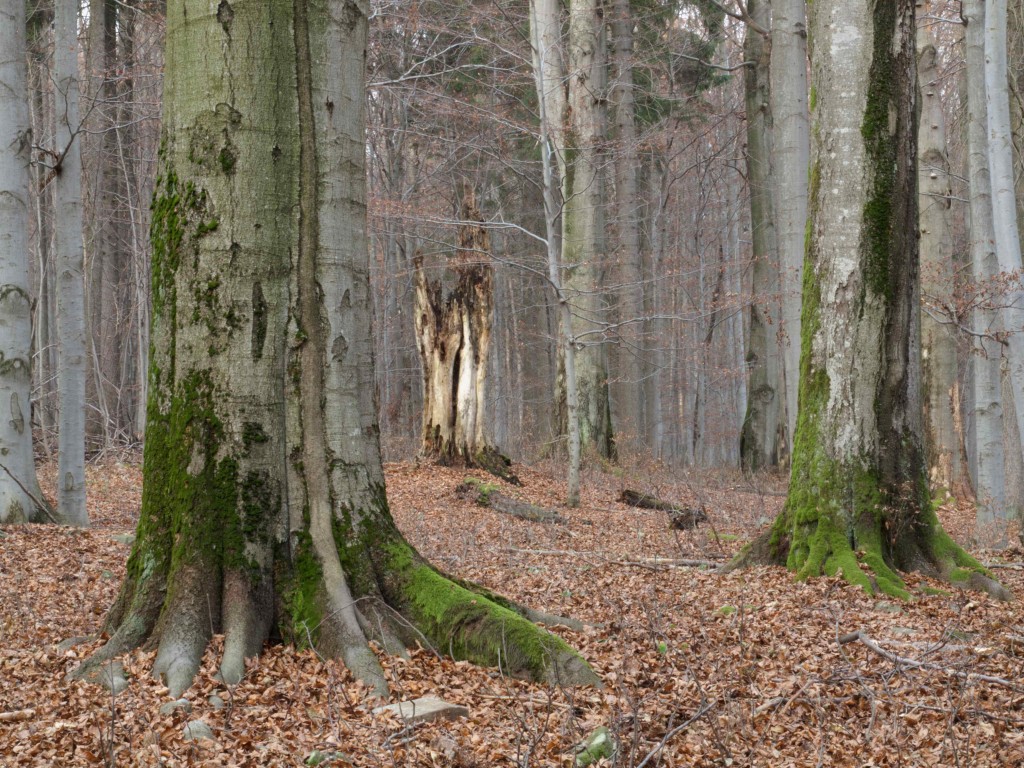 Buky se dožívají úctyhodného stáří a mezi nejstarší patří hraniční. Víte, že ve Středočeském kraji máme ten nejstarší a největší?