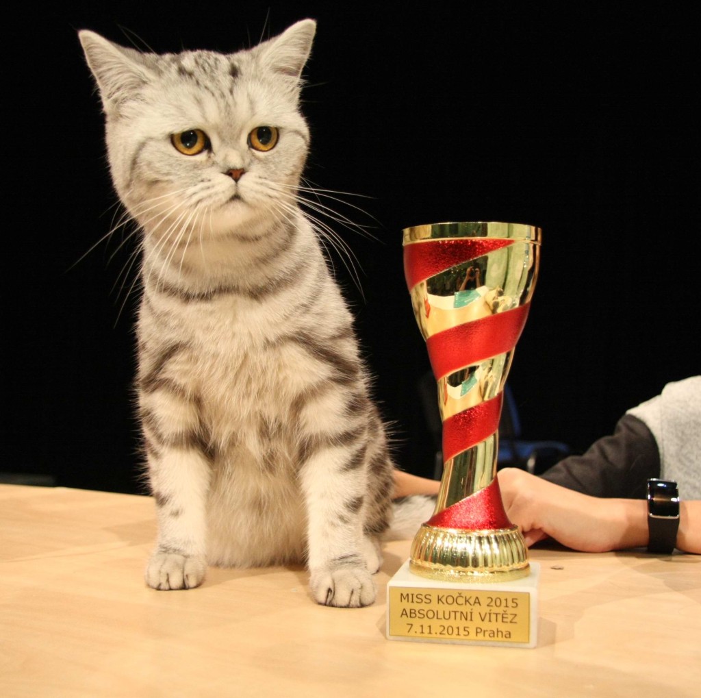 Absolutní vítězkou pro rok 2015 se stala kočka Belinda
