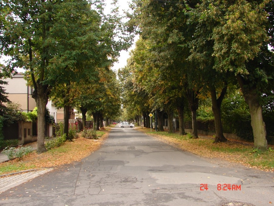 Aleji v Lysé nad Labem hrozí devastace