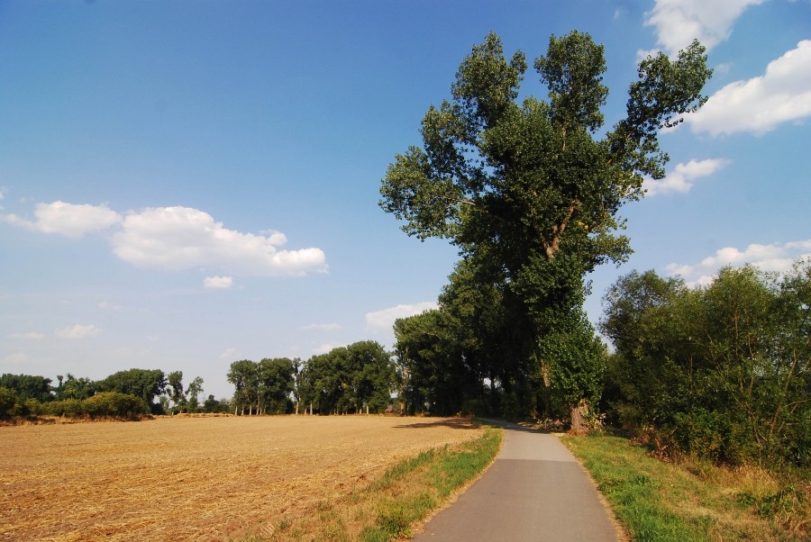 •	Alej u cyklistické stezky mezi Radotínem a Černošicemi získala k 8.11  61 hlasů  .