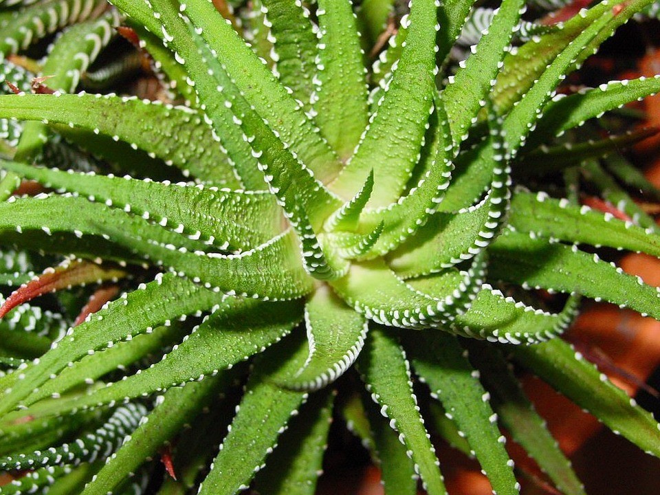 Pořiďte si léčivý druh aloe vera