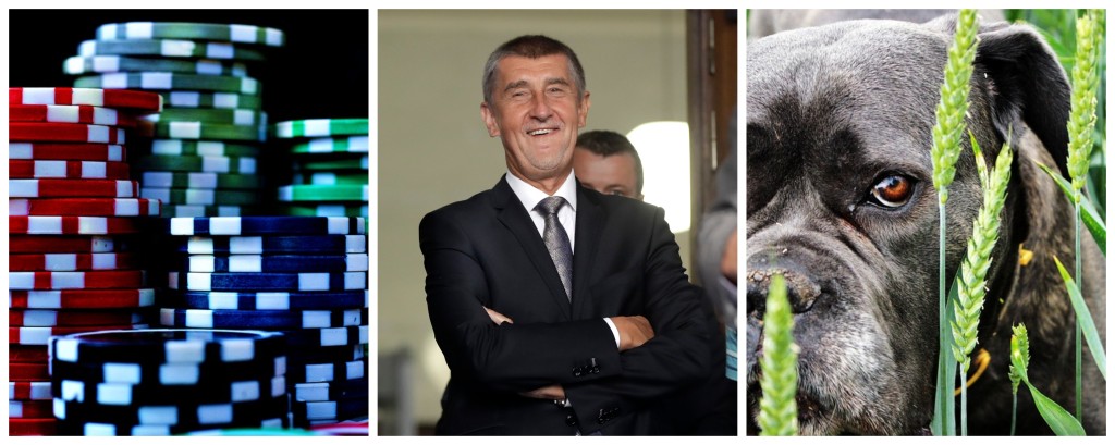 Babiš, pejsci a poker...