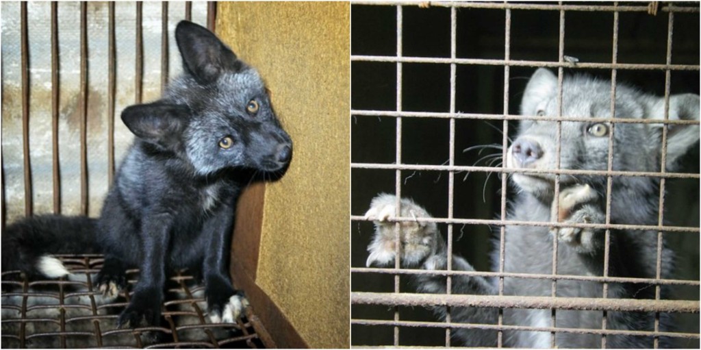 Už brzy přestanou umírat nevinná zvířata, farmám odzvonilo