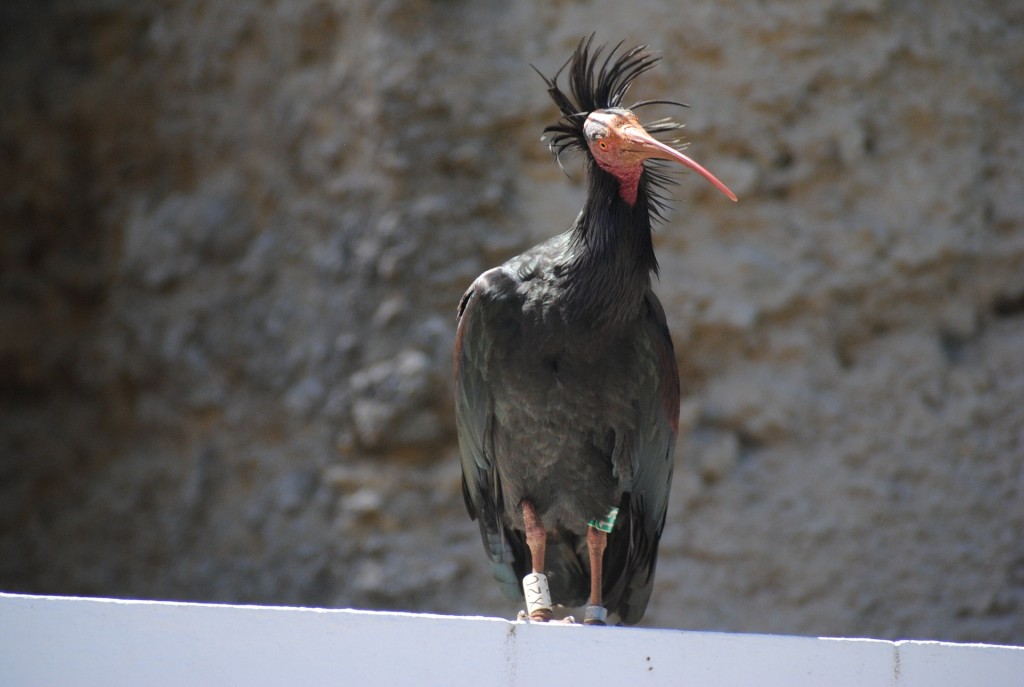 Ibis Skalní