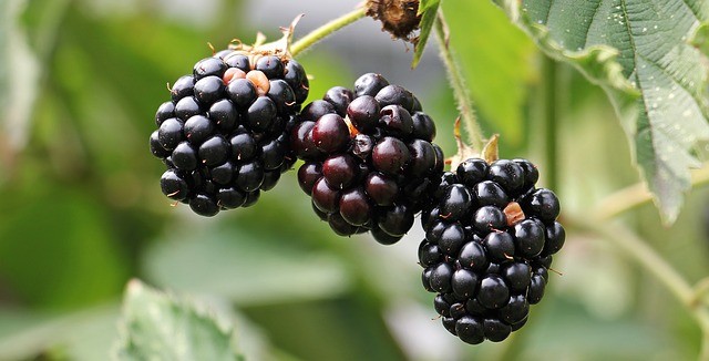 Ostružiny jsou zdravým ovocem s významným obsahem antioxidantů