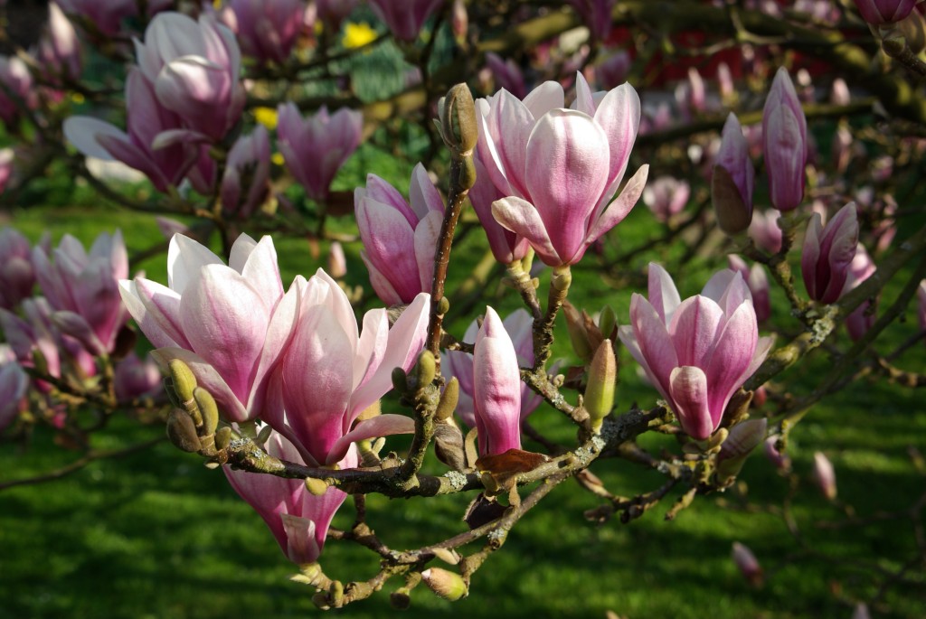 Jemně narůžovělé květy jsou u magnolií velmi oblíbené