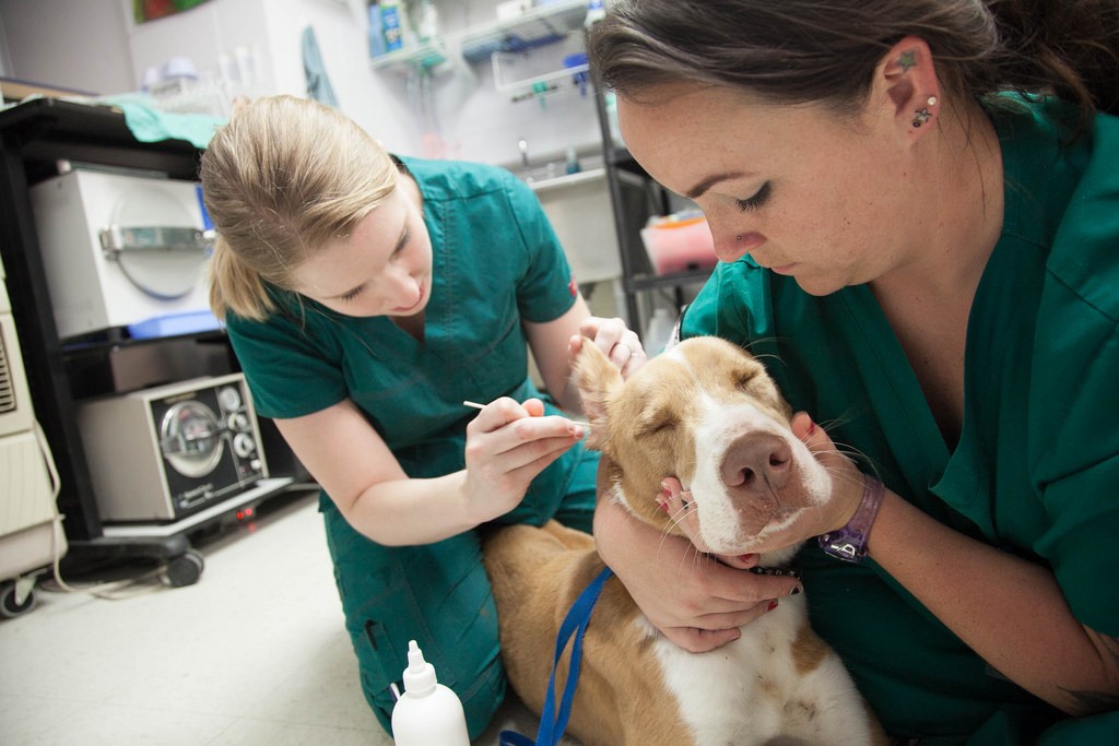 Veterináři každý den zachraňují našim mazlíčkům životy