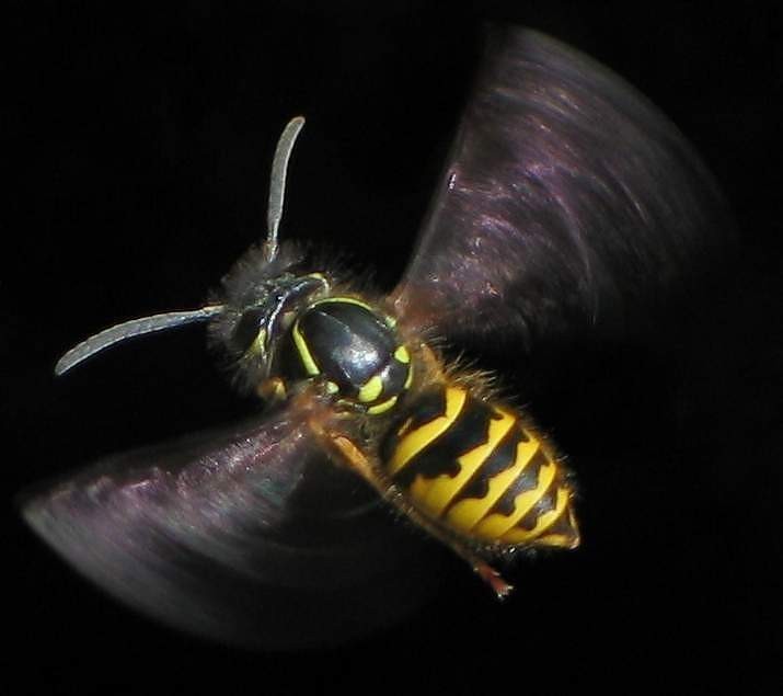 vosa obecná (Vespula vulgaris)
