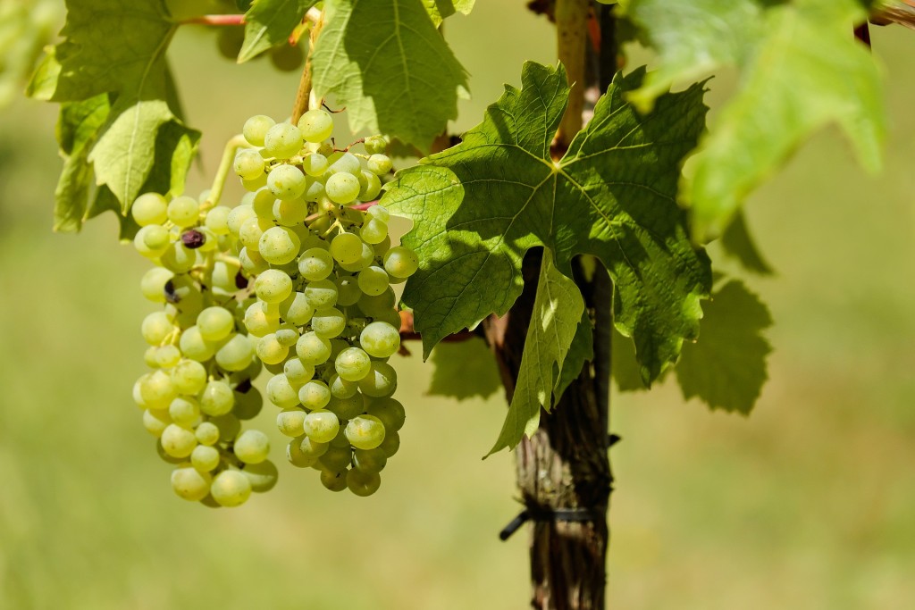 Jedno z posledních vinobraní se odehraje v Měšicích