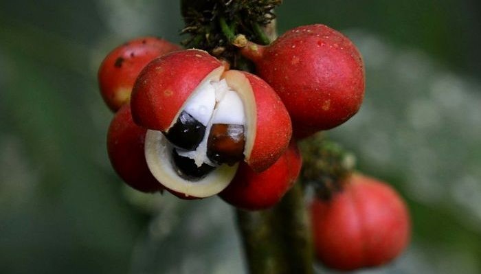 Guarana je opravdu zajímavá rostlina