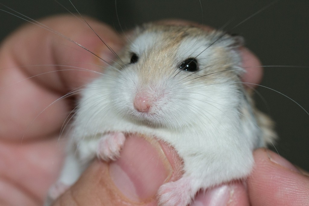 Křeček se nesmí mačkat. I to je jeden z důvodů, proč není vhodný k malým dětem