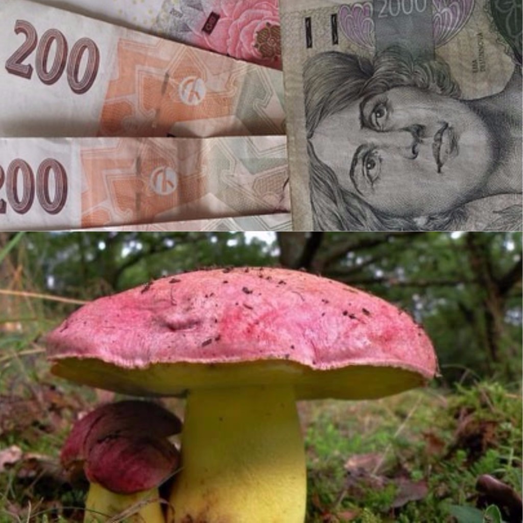 Vzácná houba se pěkně prodraží