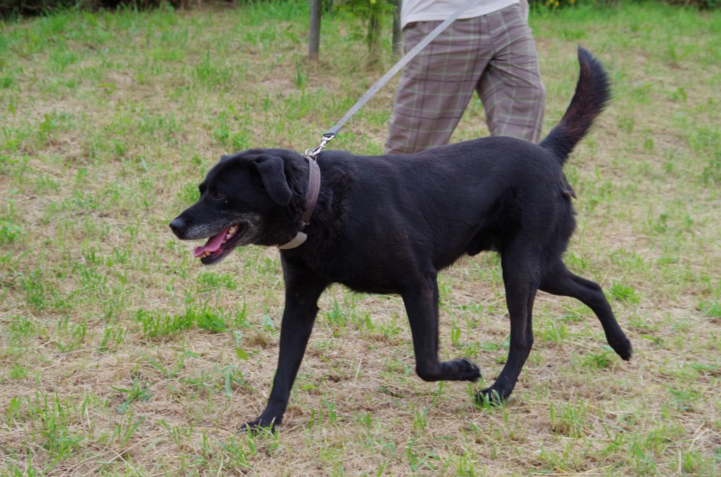 Charlie je kříženec labradora a staforda