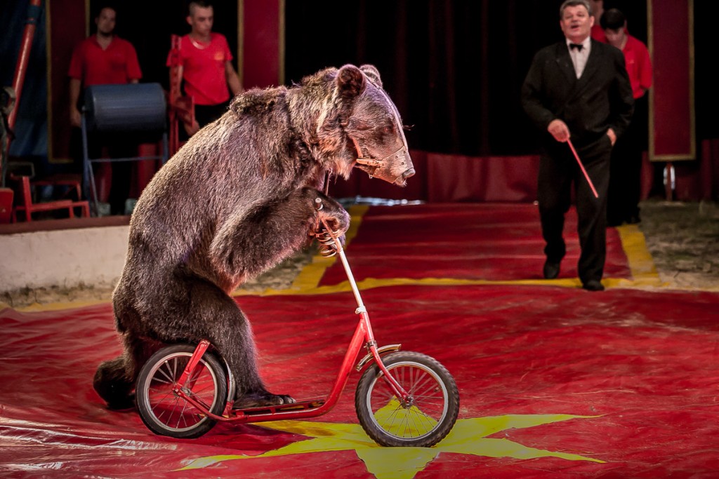 Není cirkus bez medvěda na motorce nebo koloběžce