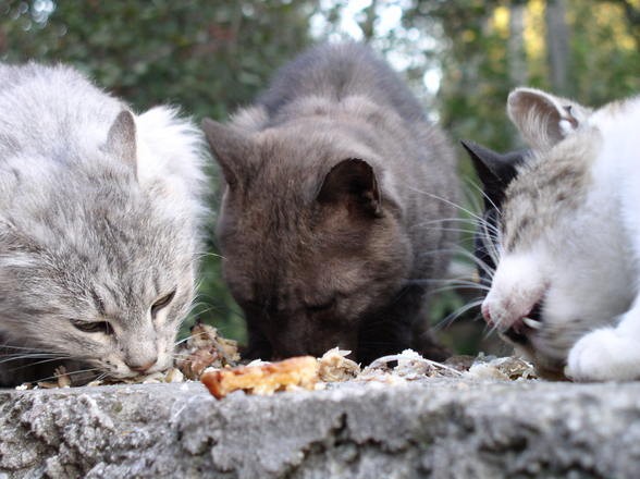 Strava by měla být především vyvážená a kvalitní
