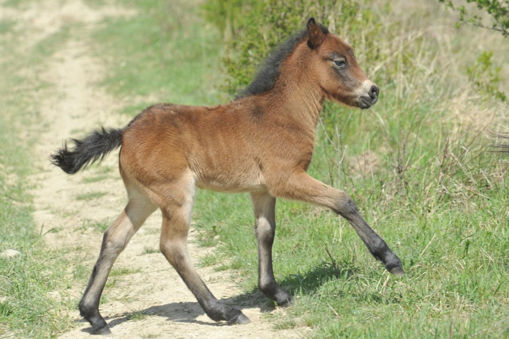 Hříbě Samhain se jmenuje podle keltského svátku, který znamená nový začátek