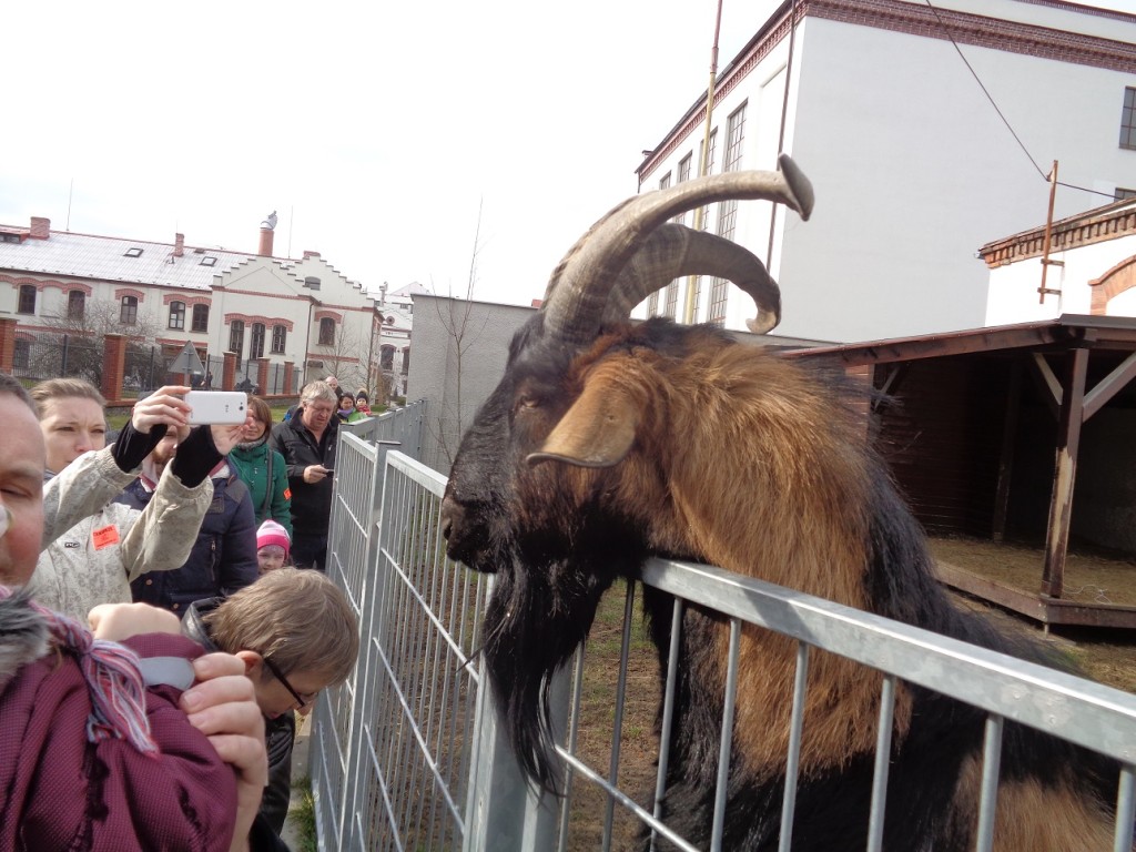 Pivovarský kozel Olda byl zvědavý a s návštěvníky se zdravil