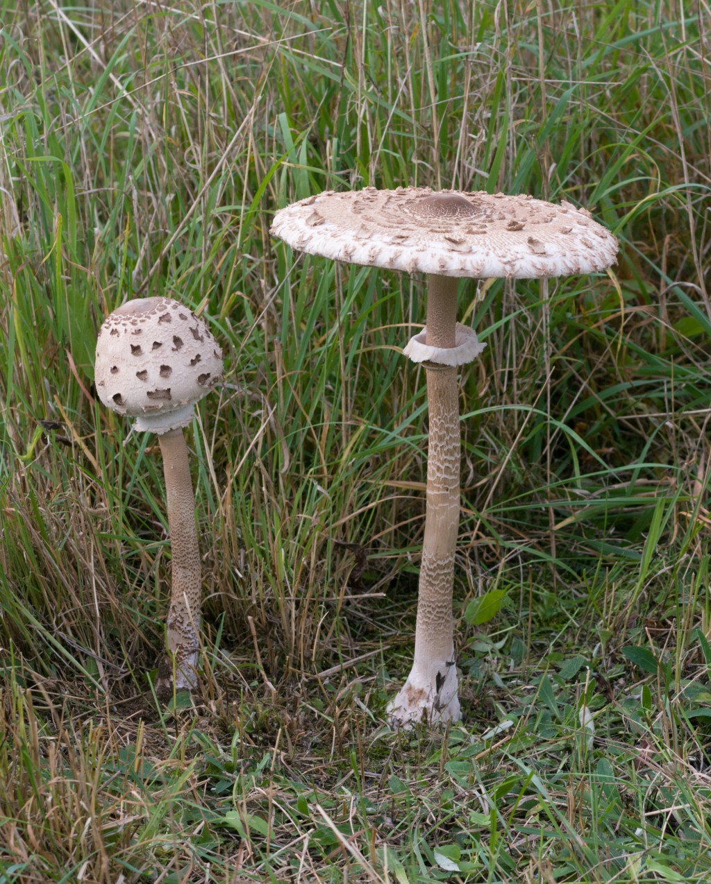 Velká bedla a malá bedla (obě bedly vysoké)