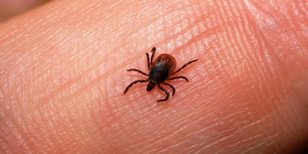 Prevencí by se u klíšťové encefalitidy určitě nemělo šetřit