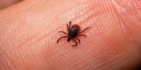 Miliaturní mladé skoro nevidíte, ale jsou rovněž přenašeči encefalitidy