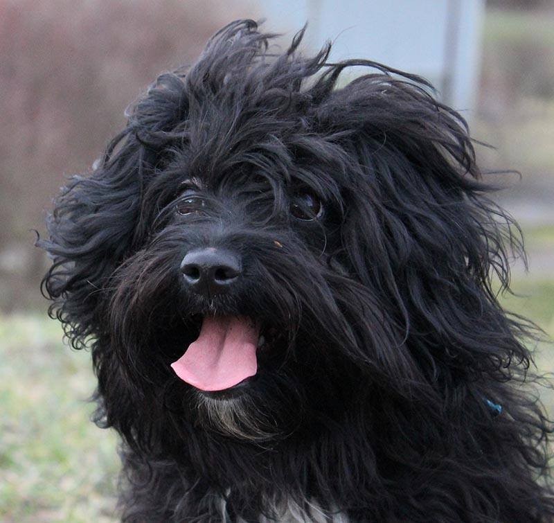 Zažila týrání i strach, teď čeká na adopci