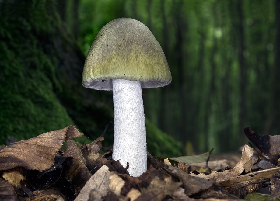 Muchomůrka zelená se zanořenou pochvou (kalichem smrti) v zemi.