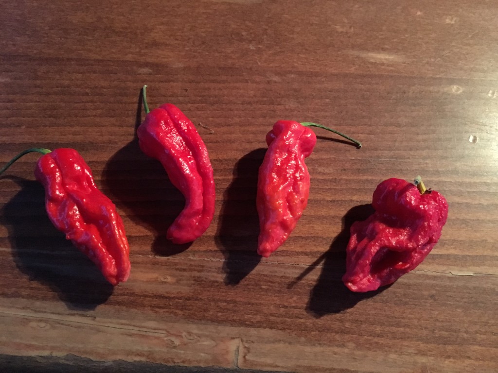 Naga Bhut Jolokia vypadá jako spálená sama sebou