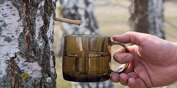Bříza je nejen krásným, ale i hodně prospěšným stromem