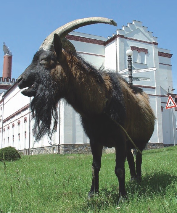 Současný kozel Olda z cirkusu