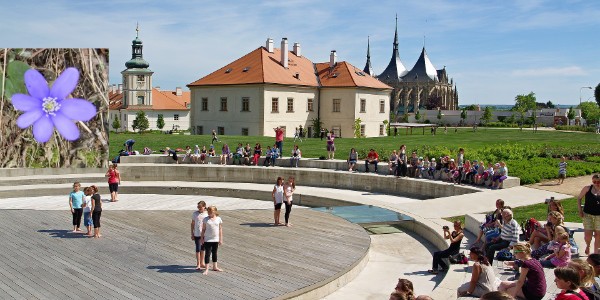 Jaterník se u nás tolik nevyskytuje