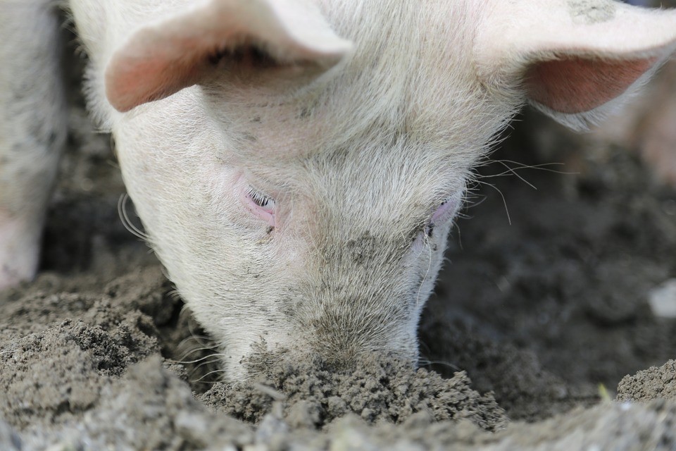 Spokojené prasátko hrabe a krmí se, být v kleci mu nestačí 