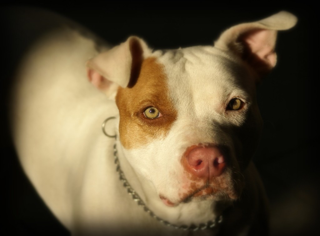 Před Lidlem v Hloubětíně pokousal pitbul starého muže, nikdo mu nepomohl